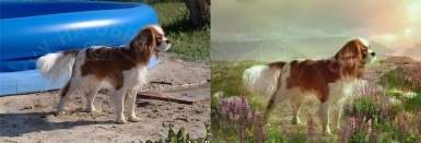 Пример стилизации фото животного - собаки